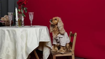 لحماية كلبك من المطر.. SnugSnout تضفي لمسة عصرية على خزائن ملابس الكلاب