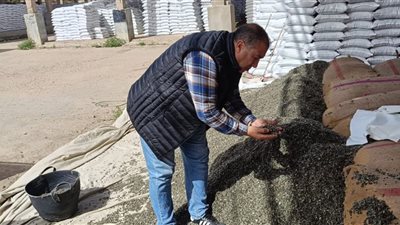  تجهيز أكثر من 15ألف شيكارة قطن من تقاوي المزارع تمهيدا لتوزيعها على المزارعين