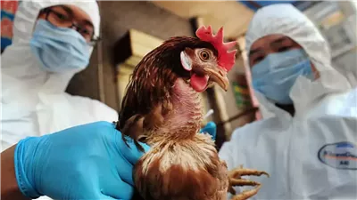 أعراض الإصابة بإنفلونزا الطيور.. نصائح وقائية تحميك منه