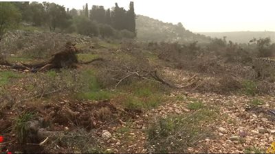 اقتلاع آلاف أشجار الزيتون.. الاحتلال يحطم حارس أراضي الفلسطينيين |فيديو