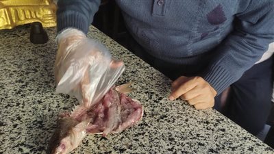 محافظ الغربية يتابع حملات الطب البيطري ويعلن ضبط 3.3 طن أسماك ولحوم فاسدة