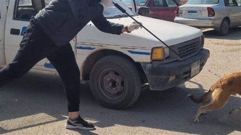 حملات تعقيم الكلاب