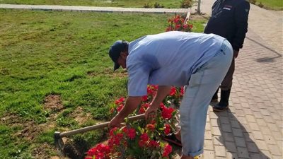 زراعة أشجار الزينة بحديقة السوايسة 1 ضمن مبادرة 100 مليون شجرة بالسويس