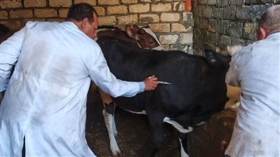 تحصين الحيوانات بقرى السويس لحمايتها من الأمراض الوبائية