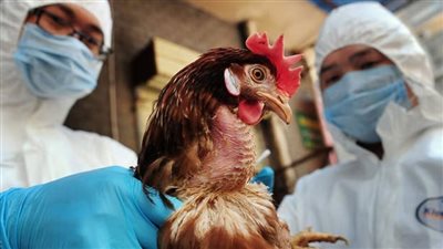 منظمة الصحة العالمية تعلن تسجيل أول إصابة بشرية بإنفلونزا الطيور في أوروبا