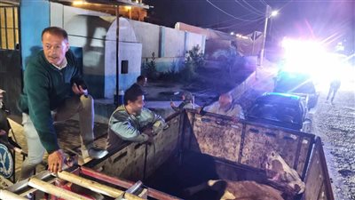 ضبط سيارة محملة ببقرة تزن 600 ك مزبوحه زبح غير حيوي وخارج السلخانة