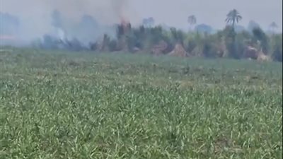 حريق محدود يلتهم محصول القصب في قنا قبل الحصاد                     