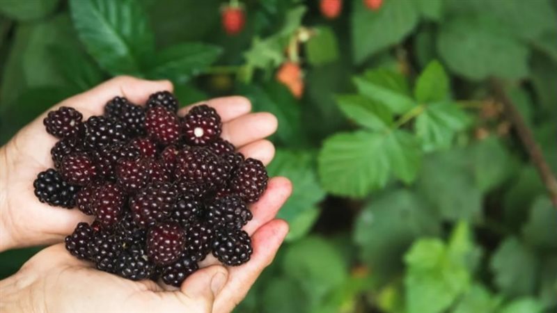 ثمار صغيرة بقدرات