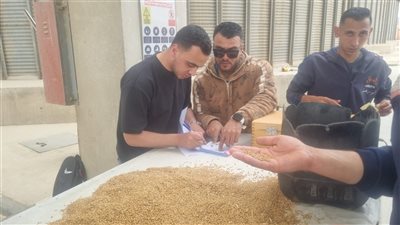 استقبال ٨ أطنان من القمح خلال أول أيام التوريد بمحافظة القليوبية 
