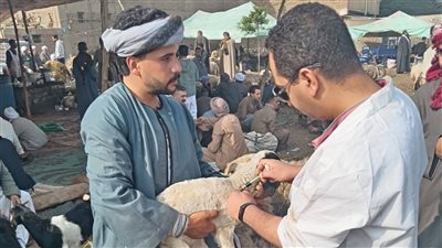 تحصين أكثر من 176 ألف رأس ماشية ضد  الجلد العقدي وجدري الضأن بالجيزة   
