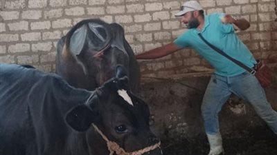 تحصين 113 ألف رأس ماشية خلال 3 أسابيع.. وجهود مكثفة لتعزيز الأمن الغذائي