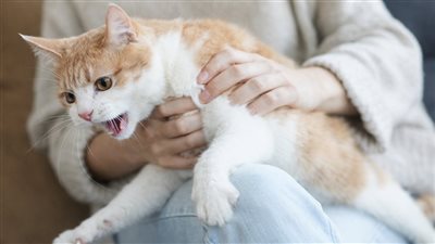 القطط لا تحب الجلوس على حجرك.. ما السبب وراء ذلك الأمر؟