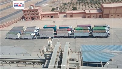 الذهب الأصفر.. توريد القمح بالمنيا يتجاوز 167 ألف طن