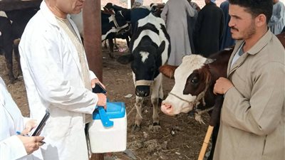 للتقصي والتحصين..فرق بيطرية تكثف أعمال المتابعة لأسواق الماشية بمحافظة السويس