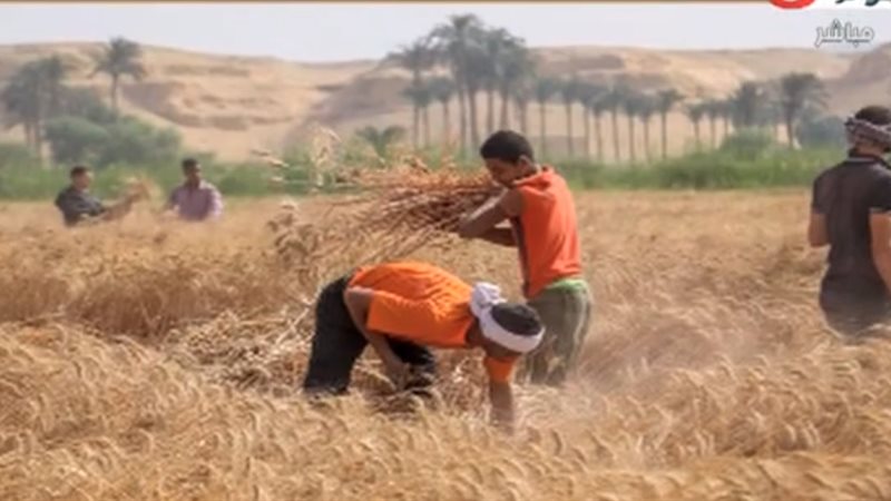 الزراعة
