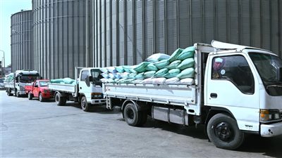 البحيرة تواصل توريد القمح بمؤشرات إيجابية.. 1255 طن وتجهيز 39 موقعًا 