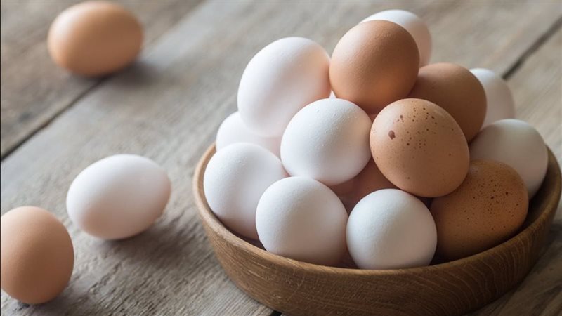 سعر كرتونة البيض