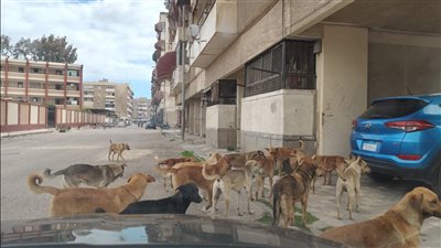 «الزراعة»: 14 مليون كلب بالشوارع وخطة وطنية للوصول بمصر خالية من السعار