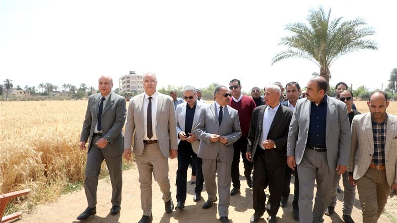 تفقد القمح