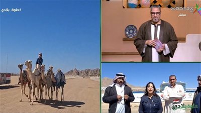 انطلاق مهرجان الهجن بشرم الشيخ بمشاركة 400 ناقة احتفالا بذكرى تحرير سيناء