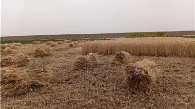بدء حصاد محصول القمح بمحافظة أسوان وتوريده للصوامع والشون