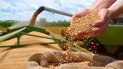 دمياط تواصل تعزيز المخزون الاستراتيجي من القمح عبر الميناء والحقول