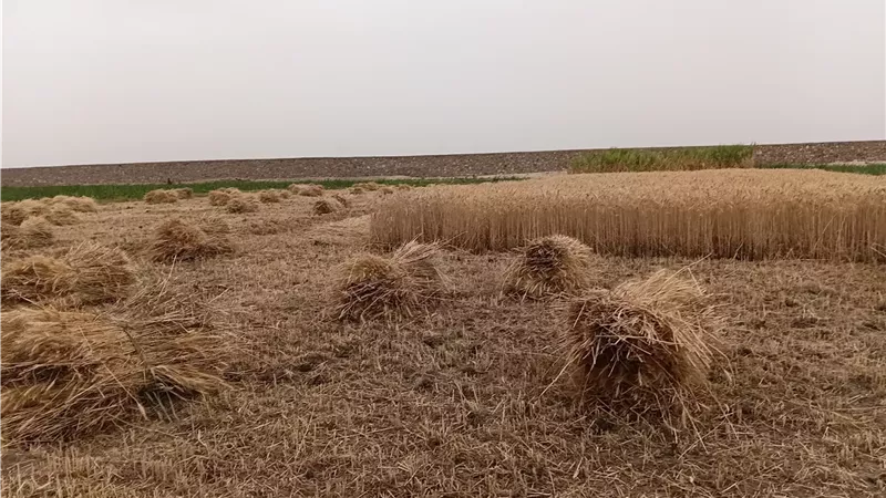 حصاد محصول القمح