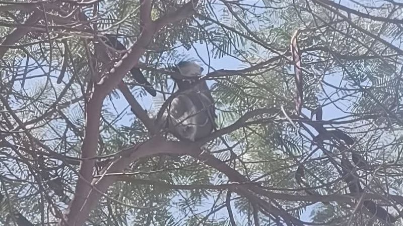 النسناس أثناء وجوده