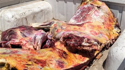 بنى سويف |ضبط كميات كبيرة من اللحوم الغير صالحة للاستهلاك الأدمى بحملات مختلفة