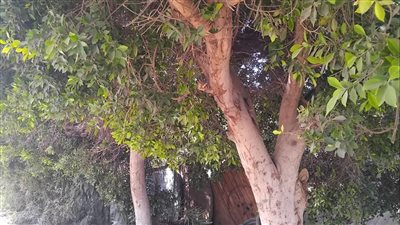 حصر وتكويد 4400 شجرة ضمن المبادرة الرئاسية 