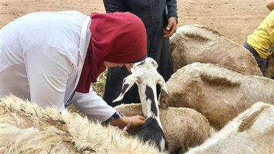  3.9 مليون رأس ماشية.. الزراعة تعلن ختام حملة التحصين ضد الجلد العقدي والجدري