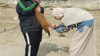 تحصين الكلاب الحرة بدمياط الجديدة ضمن جهود موسعة للحد من السعار 
