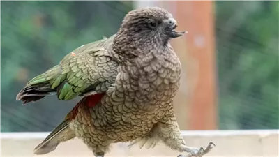 أصبح هذا الببغاء المعاق ملكا بتعلمه فن 
