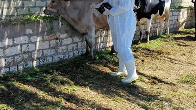 اليوم.. انطلاق حملة تحصين الماشية ضد  القلاعية والوادي المتصدع بالسويس
