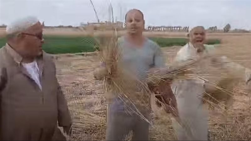 من فيديو سرقة القمح