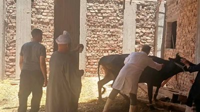 استمرار الحملة القومية لتحصين الثروة الحيوانية في قرى ومراكز أسيوط