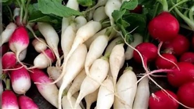     أطعمة صحية يفضل تناولها نيئة للحفاظ على قيمتها الغذائية