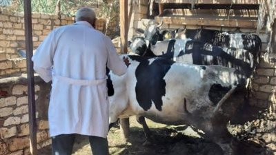 تحصين الحيوانات والتقصي البيطري بقرية المشروع في السويس لحماية الثروة الحيوانية