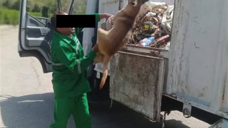 صورة متداولة