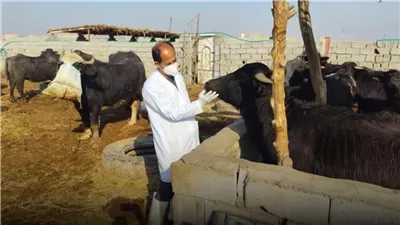 انطلاق الحملة القومية للتحصين ضد الحمى القلاعية والوادي المتصدع.. اليوم