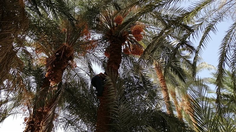 طالعة النخيل بقنا