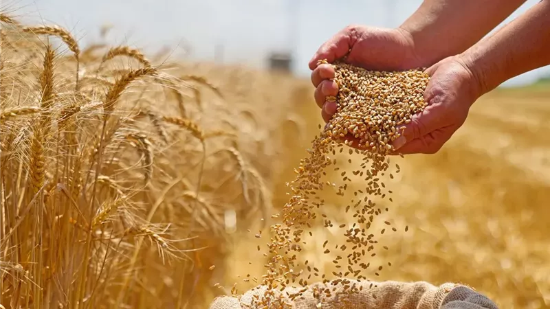 غدا بدء موسم توريد
