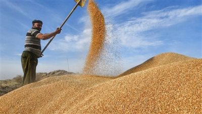 بدء موسم توريد القمح المحلي بـ 2200 جنيه للإردب وتيسيرات حكومية للمزارعين