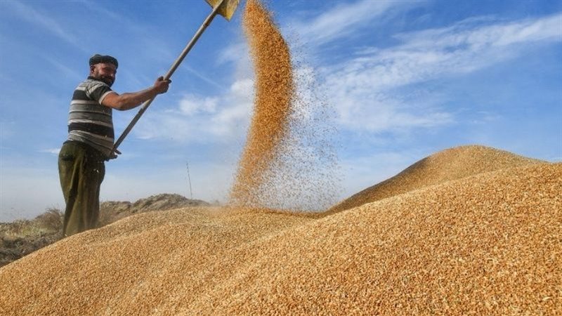 بدء موسم توريد القمح