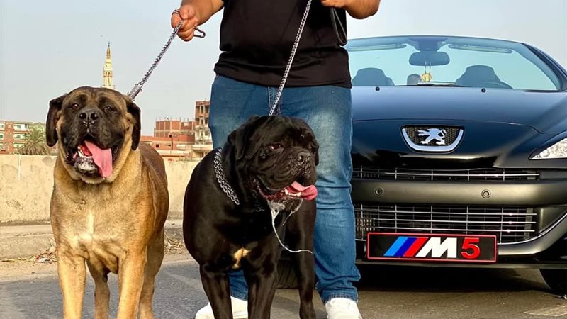 محمد كلبش
