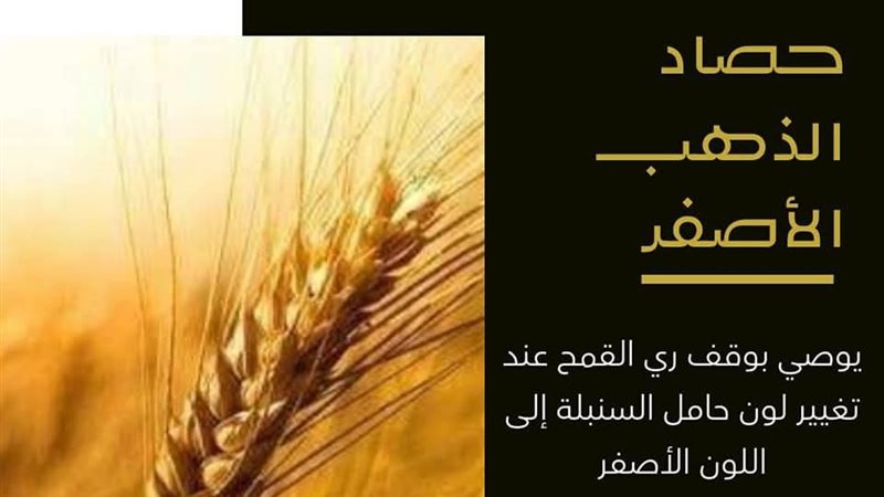 معاك في الغيط