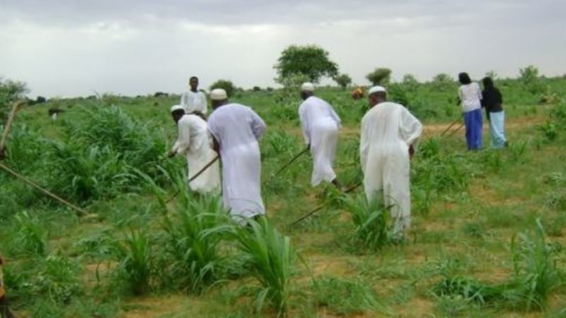 الزراعة في السودان