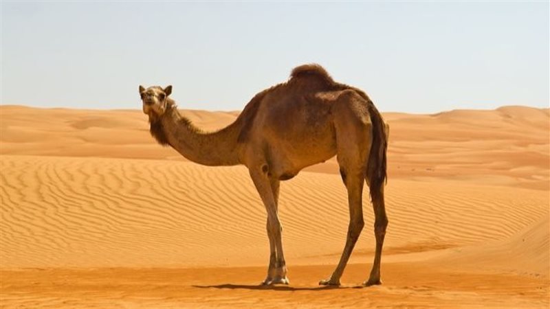 ناقة صالح