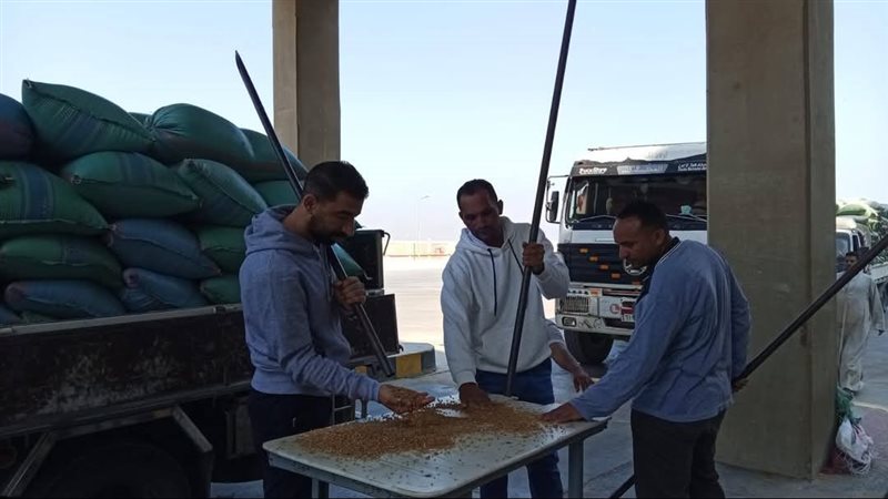 محصول القمح بالمنيا