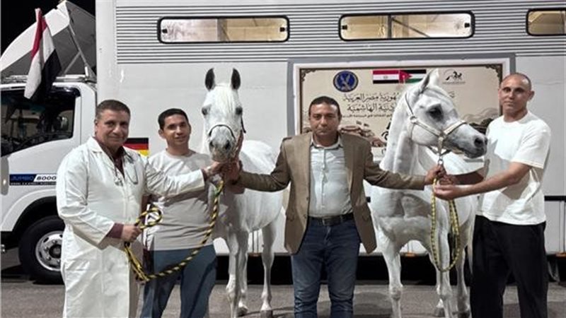 الخيول 